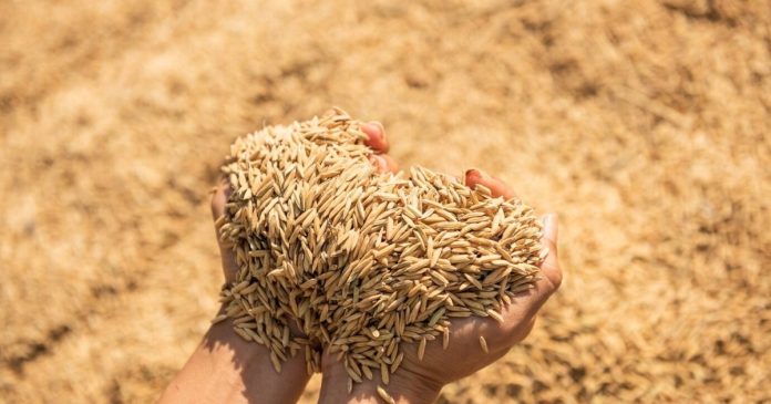Україна стала одним із трьох найбільших постачальників аграрної продукції в Європейський Союз