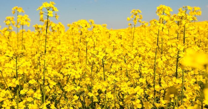 Європейська Бізнес Асоціація виступила за скасування експортного мита на сою та ріпак