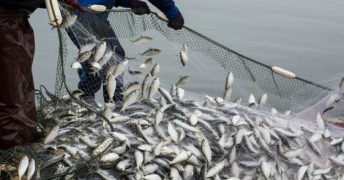 Водойми отримають нове життя: вперше кошти з продажу риболовних ліцензій підуть на зариблення
