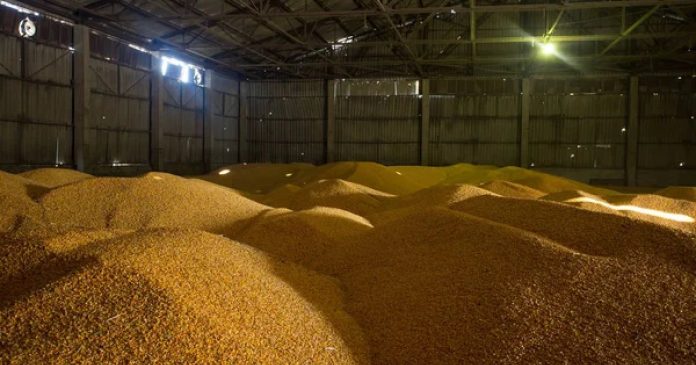 Експорт української пшениці у грудні знизився майже на чверть через удари РФ по портовій інфраструктурі