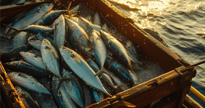 Рибна продукція українського виробництва стала доступною для закупівель державою