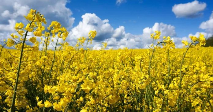 Україна зменшує експорт ріпаку, що може призвести до дефіциту сировини в Європі