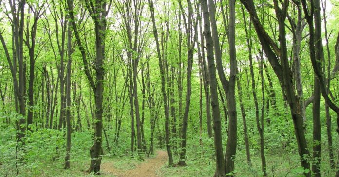 Дослідження ЛУН: Найбільша кількість парків та зелених зон у Києві